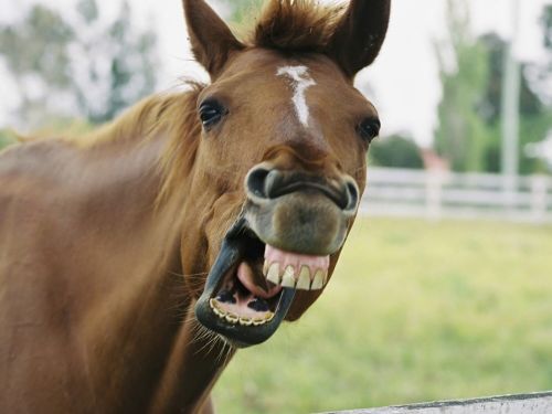 HotHorse15