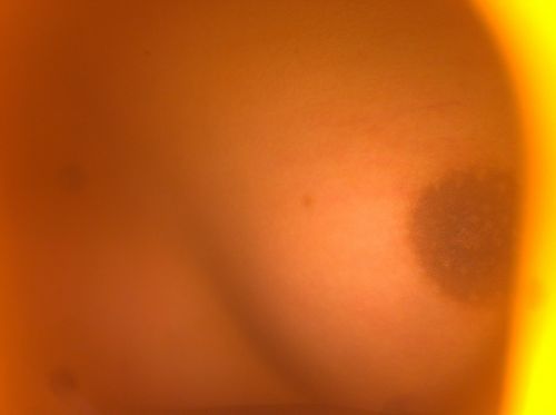 Sophie12